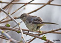 Mimus polyglottos